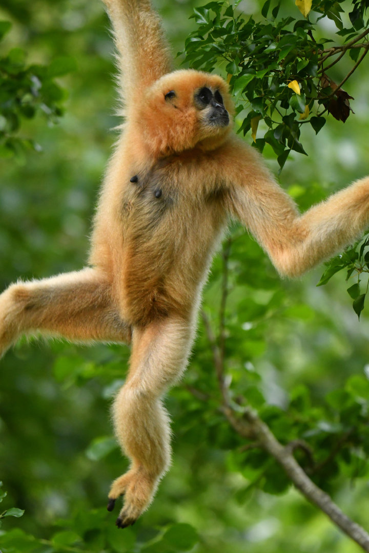 Yellow-cheeked gibbon (Nomascus gabriellae)