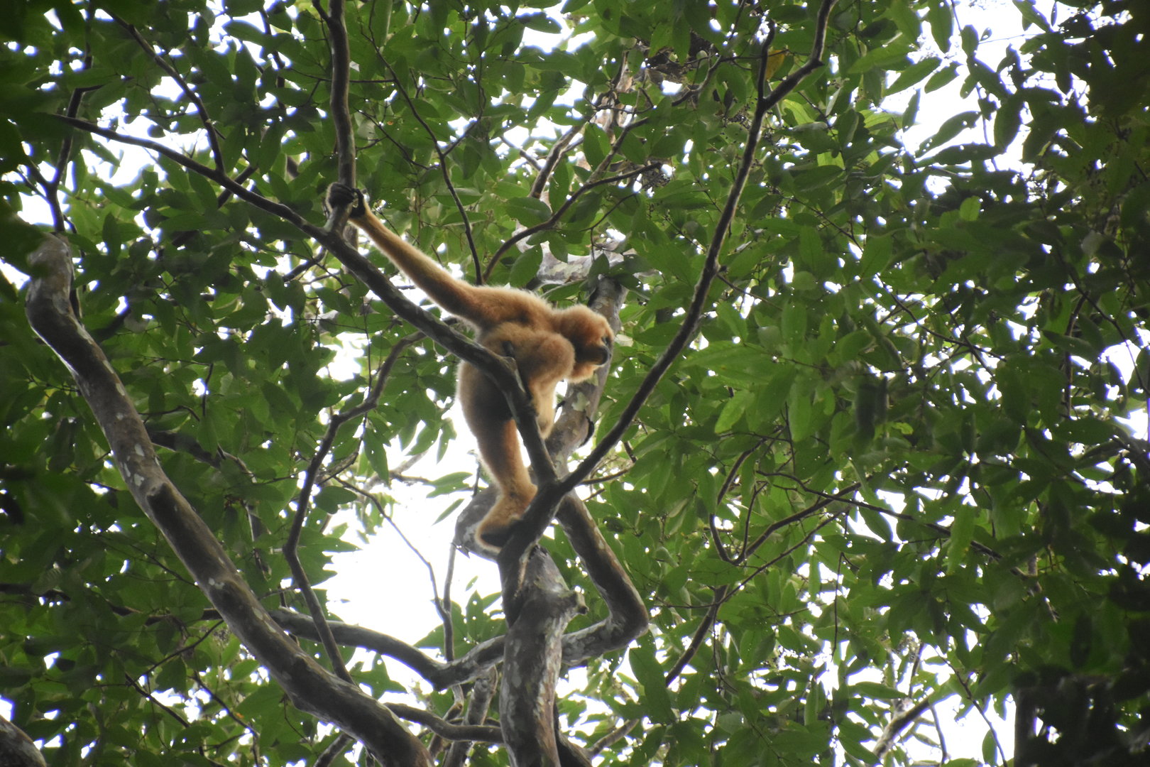 yellow-cheeked gibbon (Nomascus gabriellae)