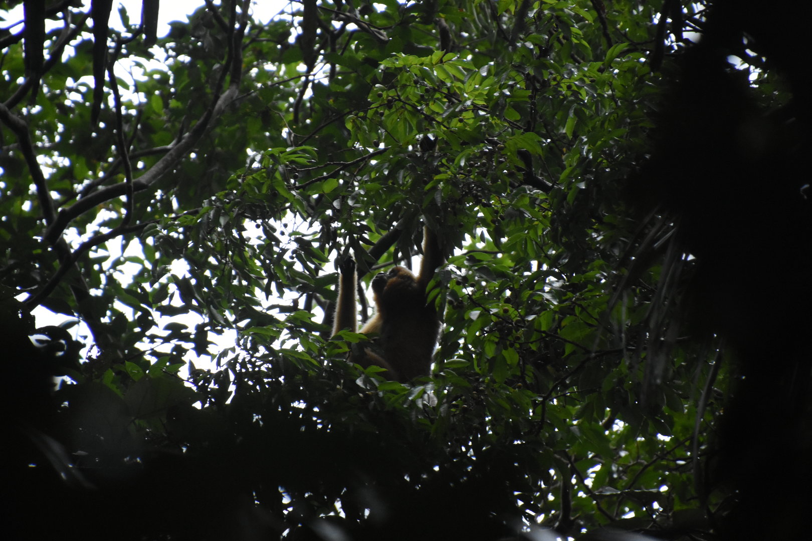 yellow-cheeked gibbon (Nomascus gabriellae)