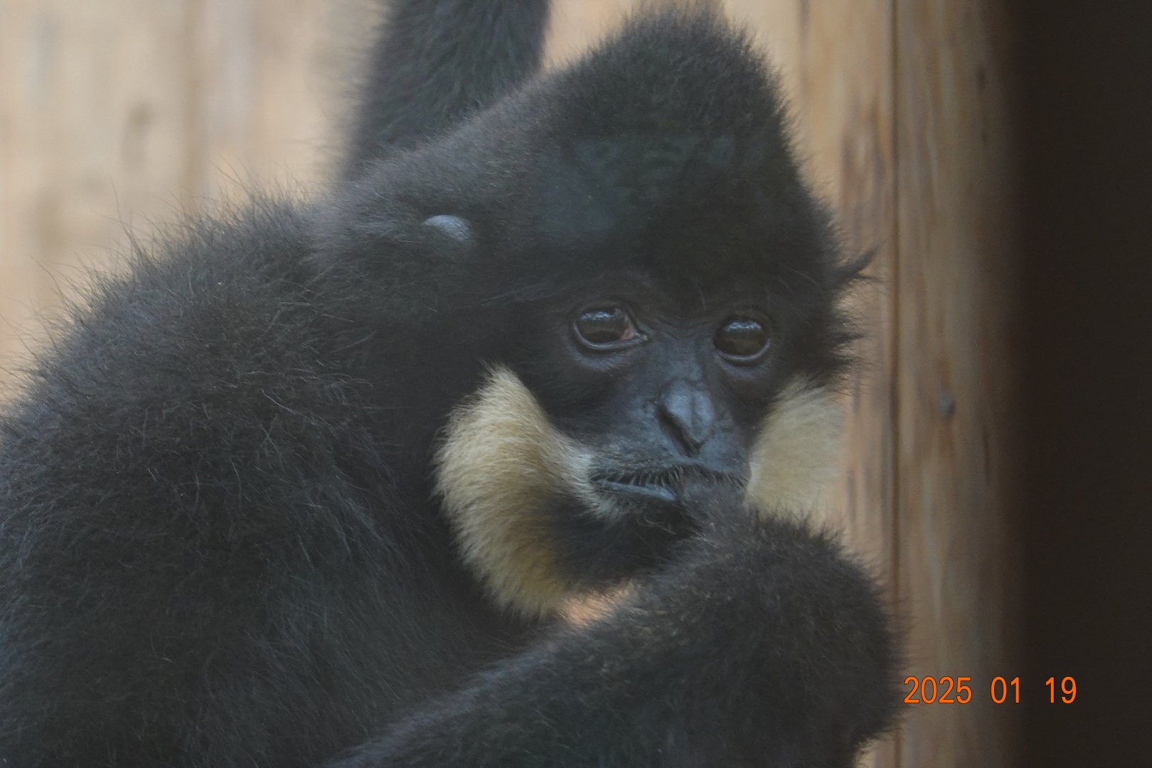 Yellow-cheeked Gibbon (Nomascus gabriellae)