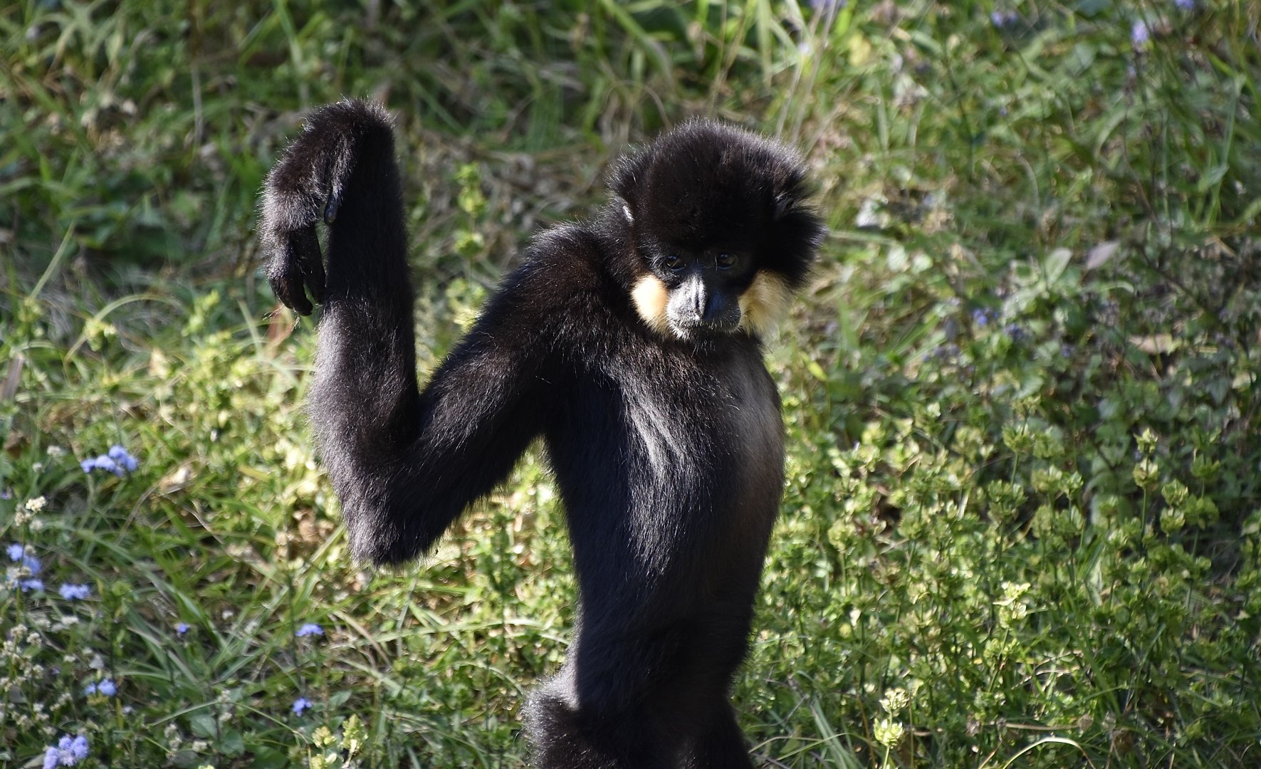 Yellow-Cheeked Gibbon (Nomascus gabriellae)