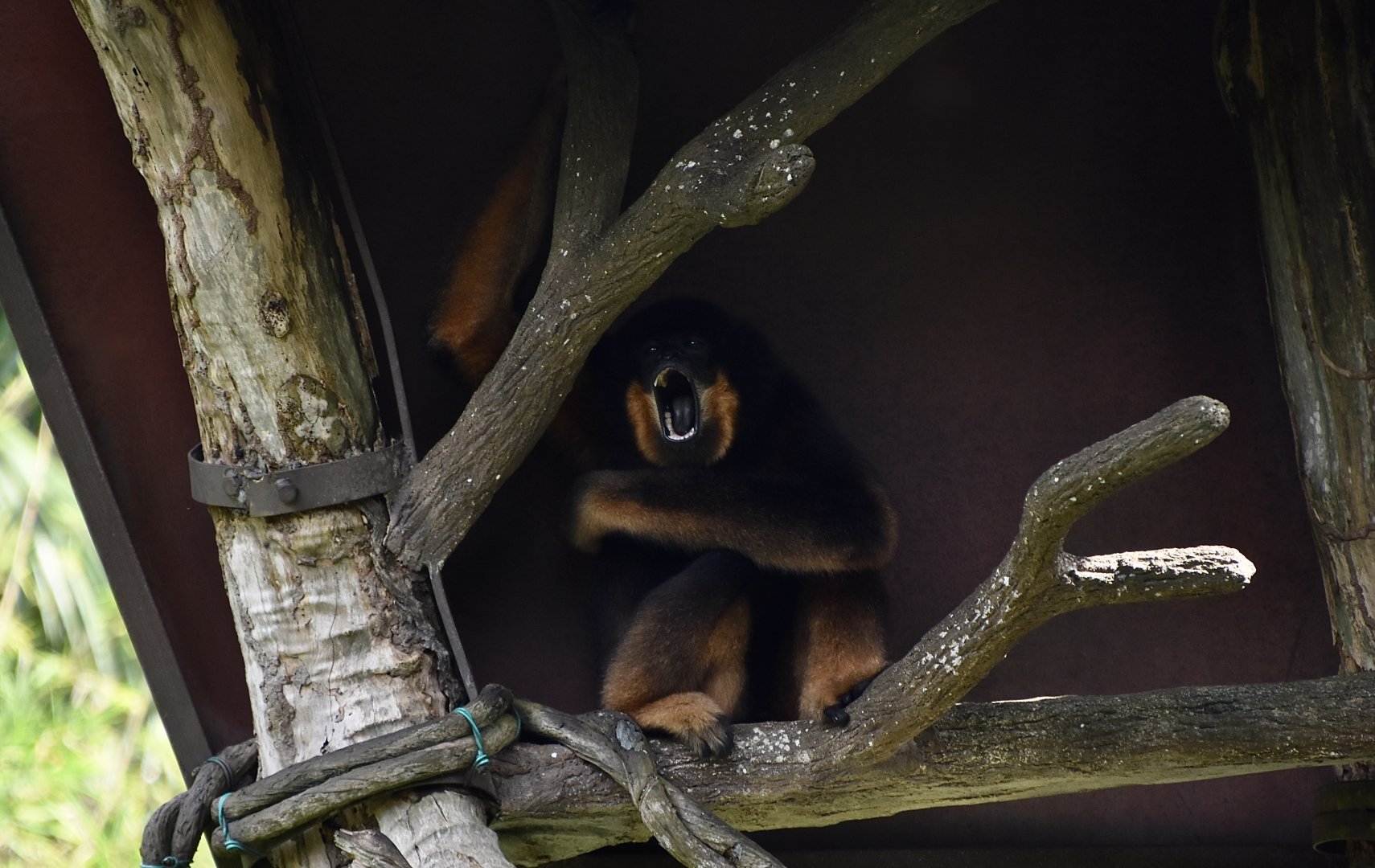 Yellow-Cheeked Gibbon (Nomascus gabriellae)