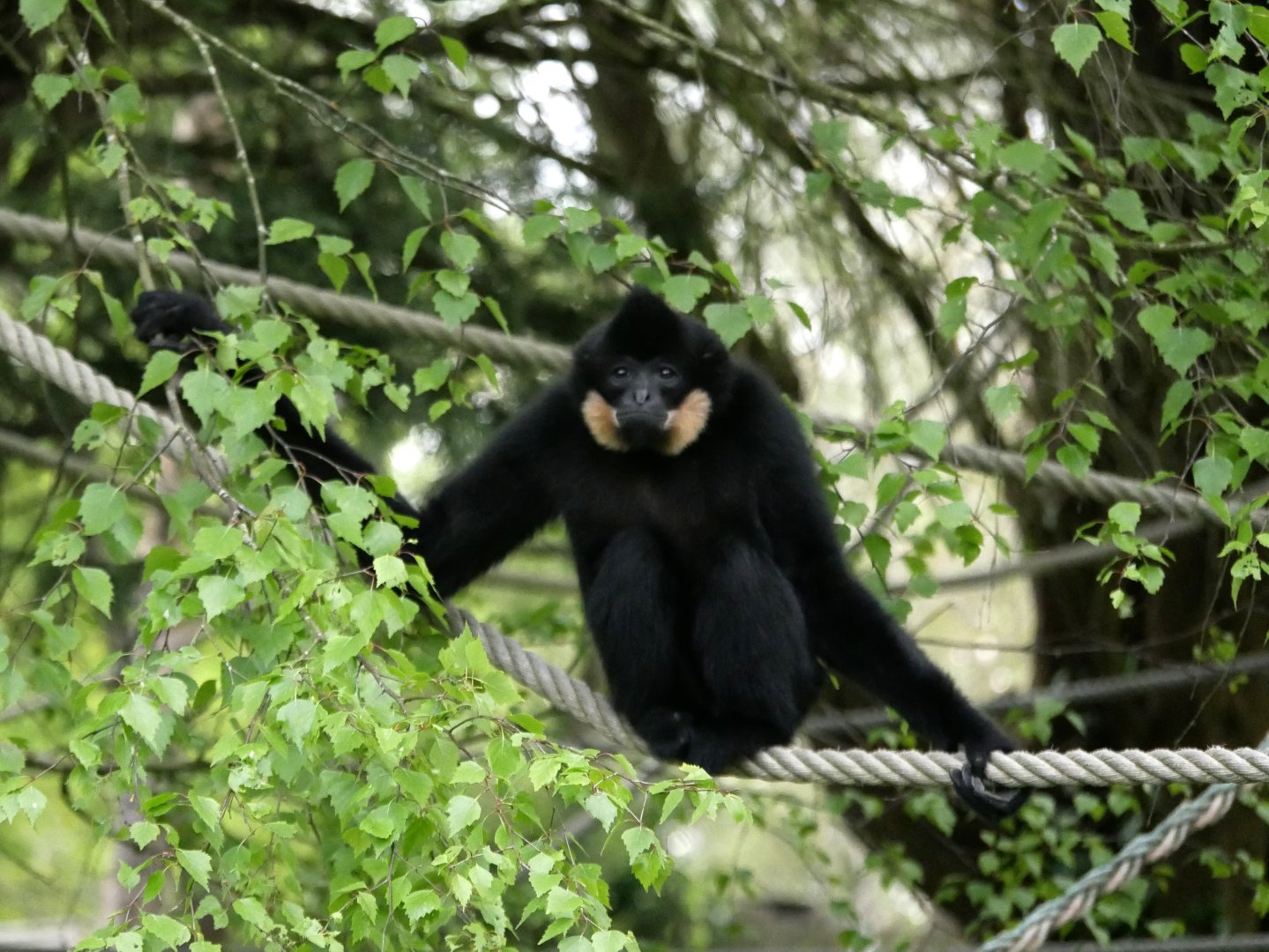 Yellow-cheeked gibbon (Nomascus gabriellae)