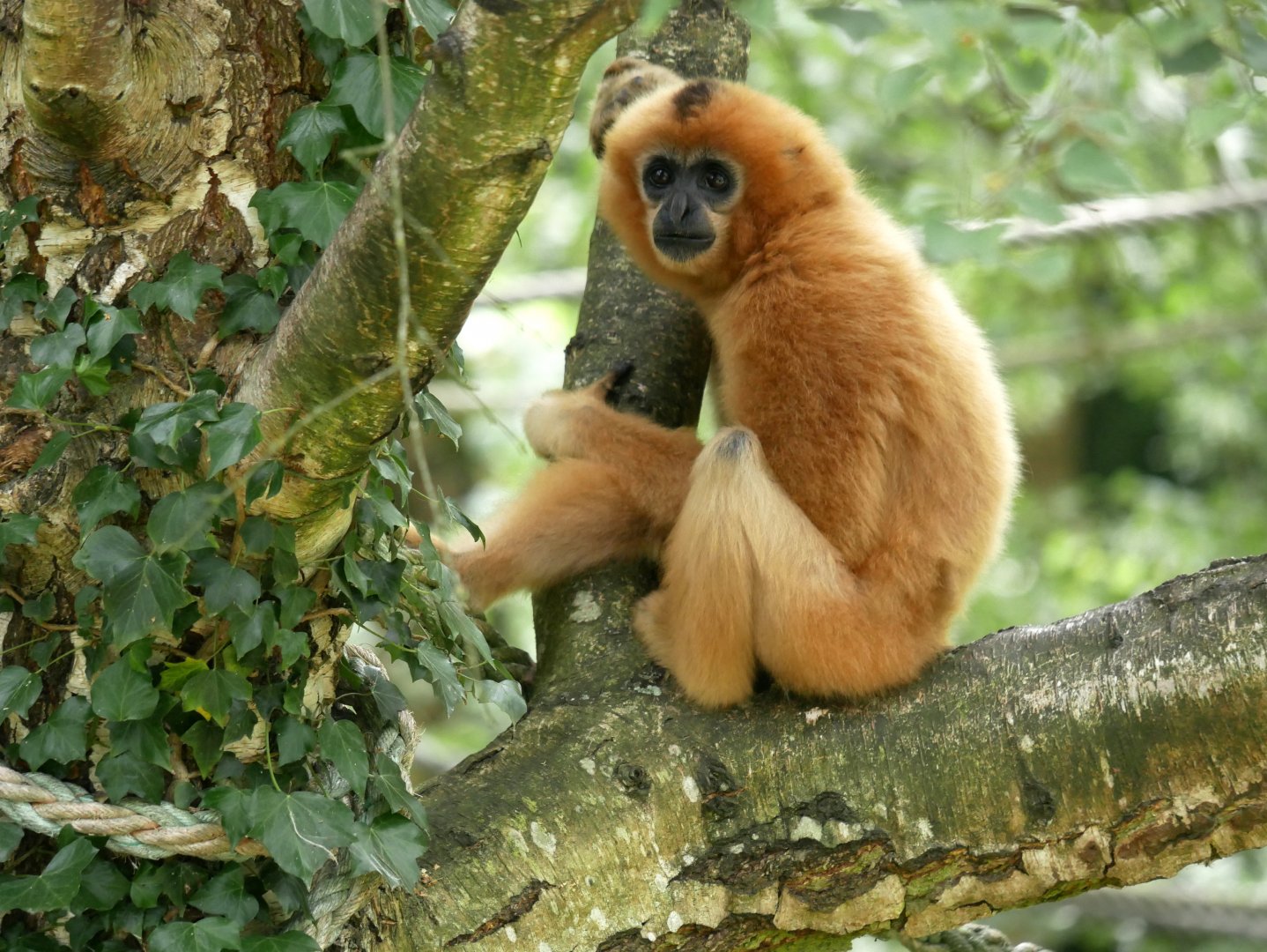 Yellow-cheeked gibbon (Nomascus gabriellae)
