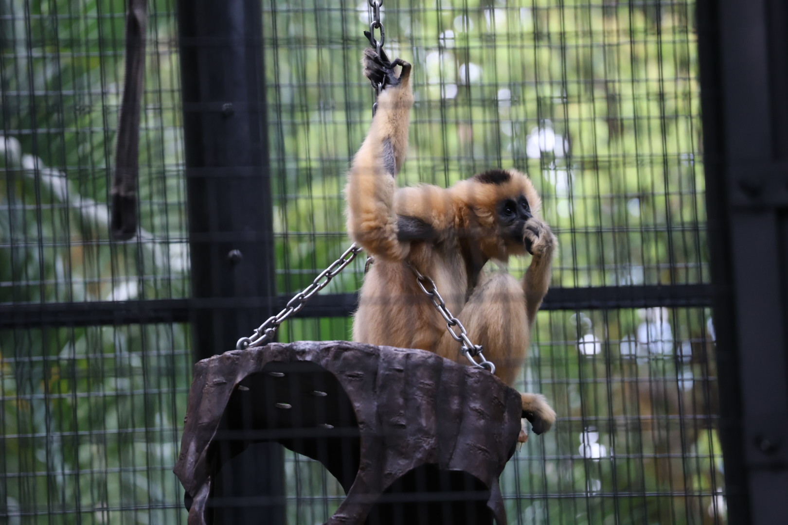 Yellow-cheeked gibbon (Nomascus gabriellae)