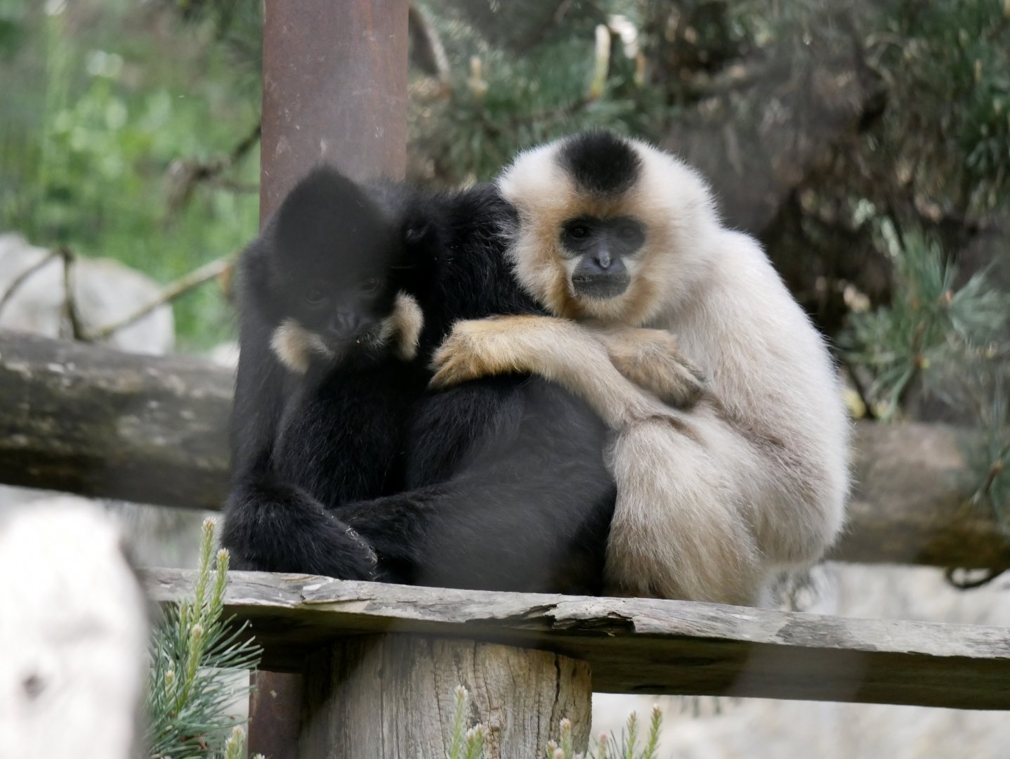 Yellow-cheeked gibbon (Nomascus gabriellae)