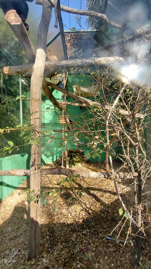 Yellow-cheeked gibbon outdoor exhibit