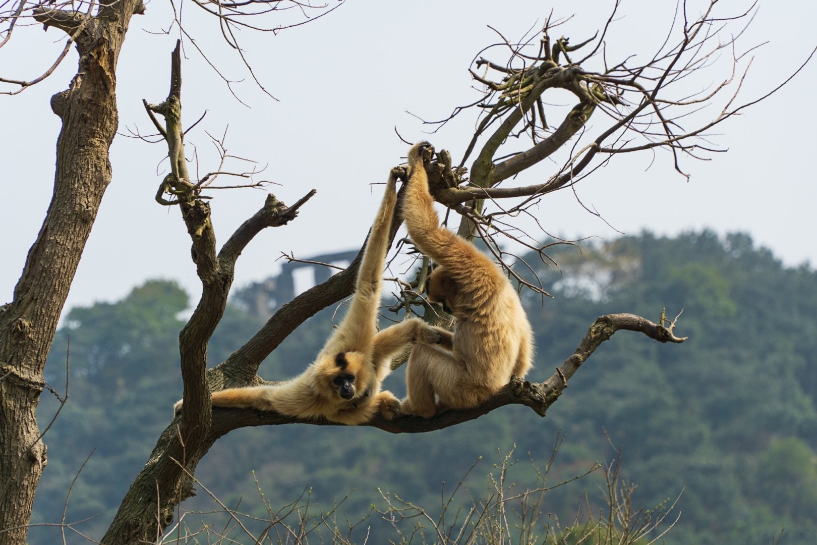 Yellow-cheeked gibbon
