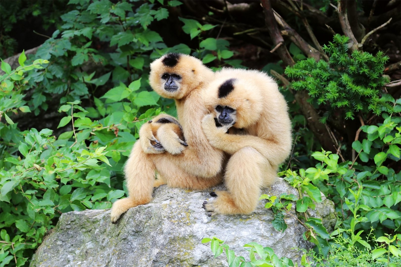 Yellow-cheeked Gibbon