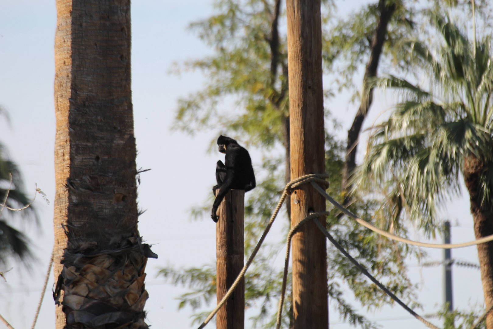 Yellow-cheeked Gibbon