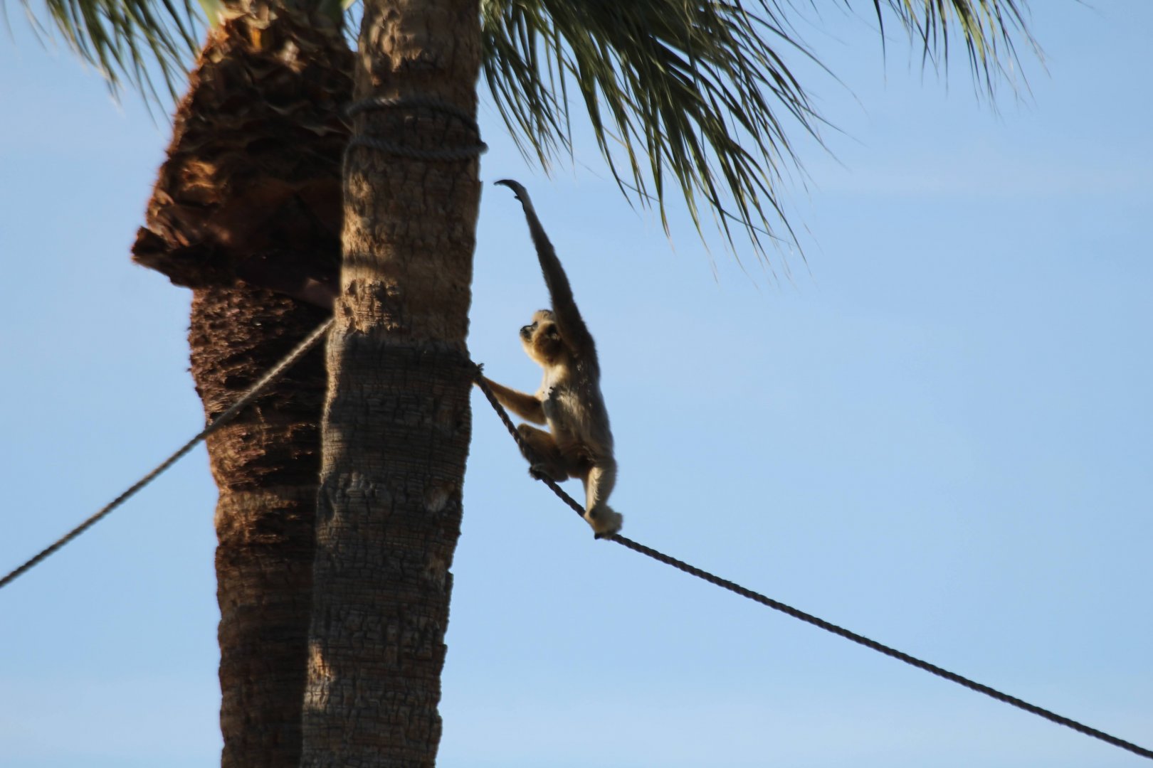 Yellow-cheeked Gibbon