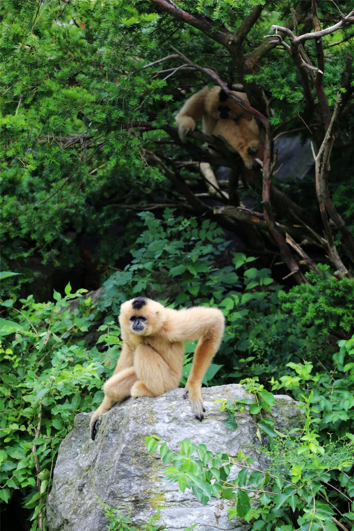 Yellow-cheeked Gibbon