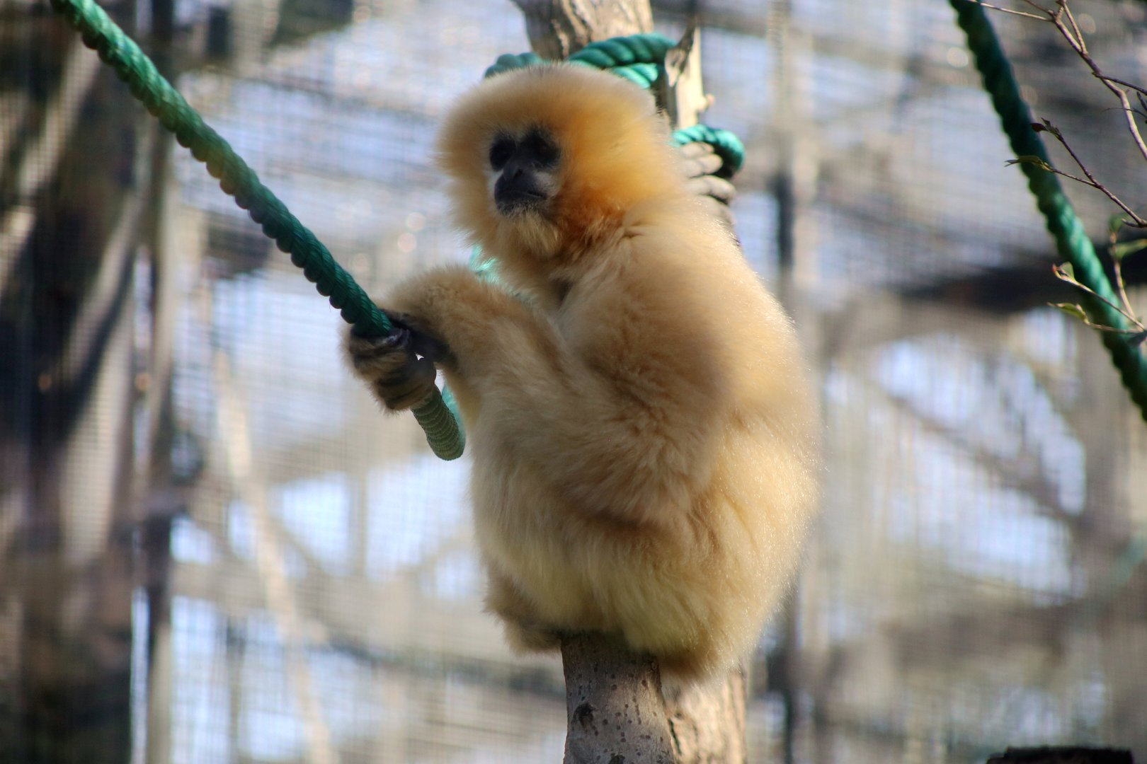 Yellow-cheeked Gibbon