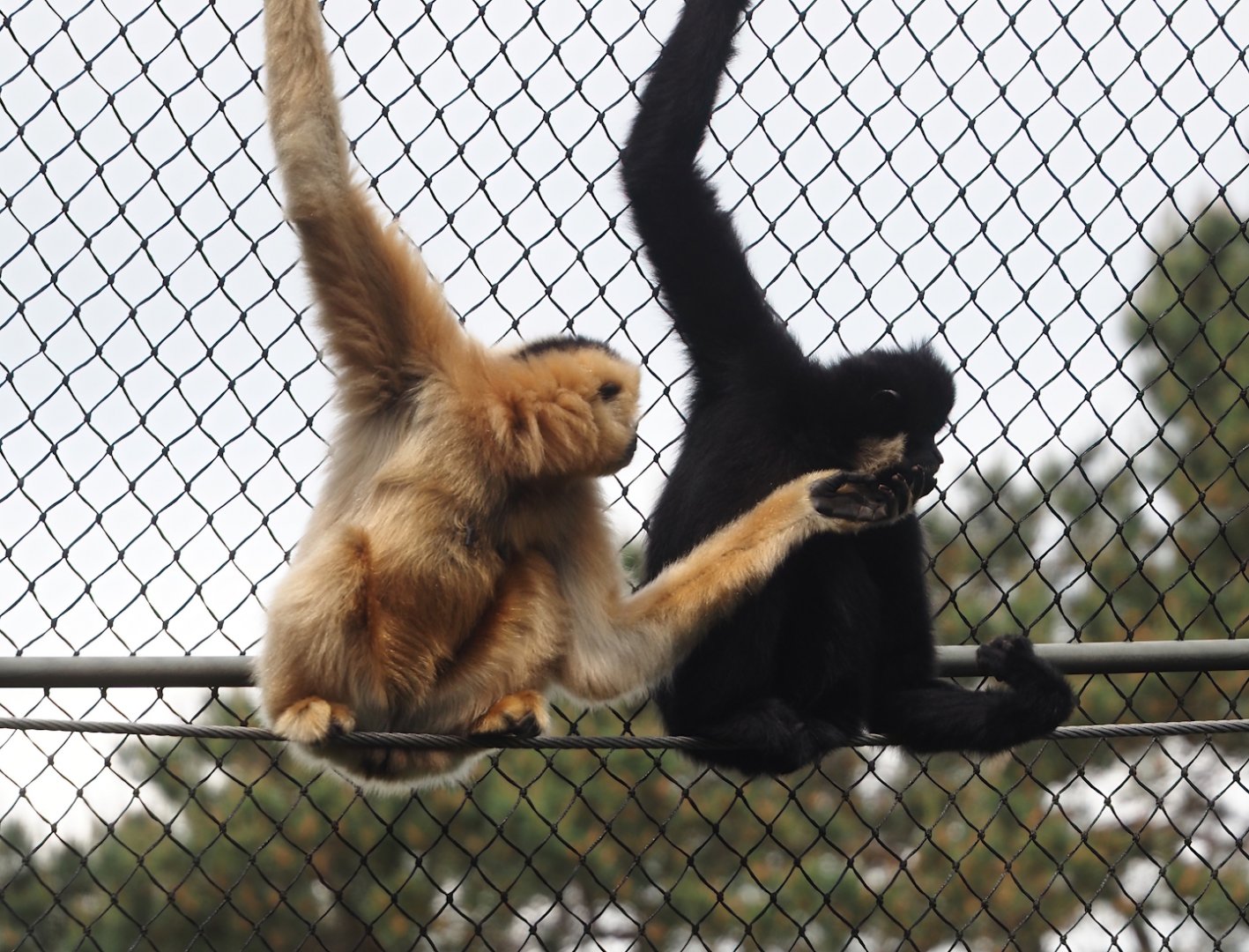 Yellow-cheeked gibbons (Nomascus gabriellae), 2025-05-17