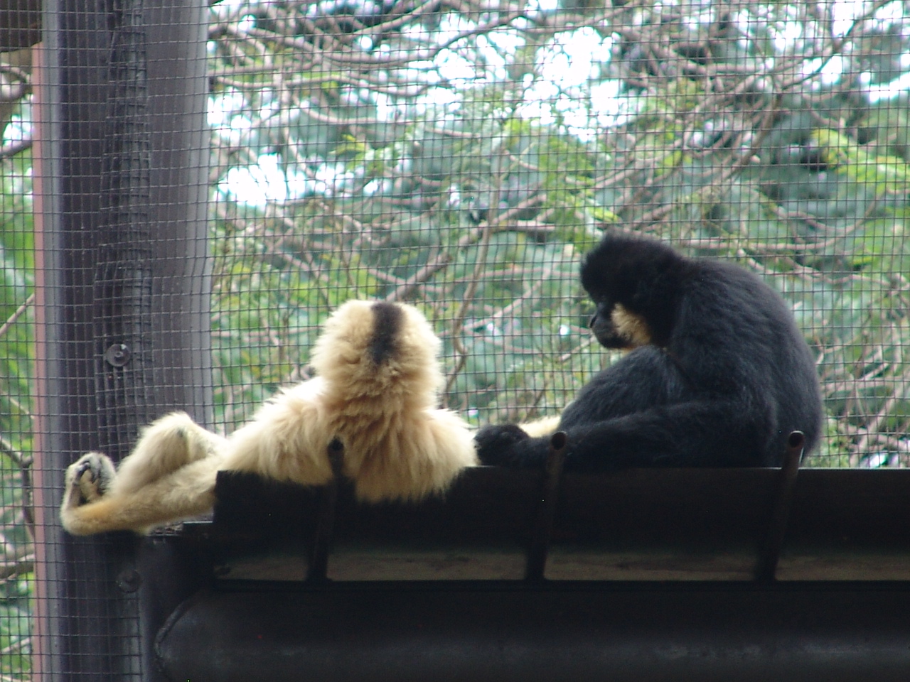 Yellow-cheeked Gibbons (Nomascus gabriellae gabriellae)