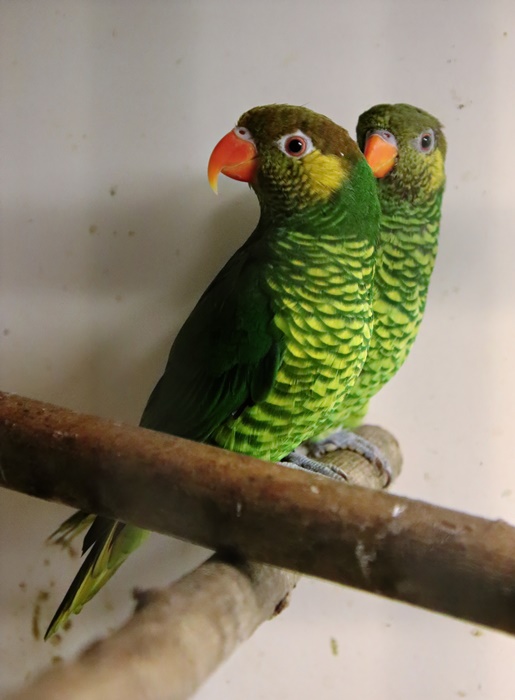 Yellow-cheeked lorikeet (Saudareos meyeri)