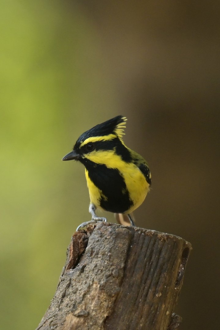 Yellow-cheeked Tit Machlolophus spilonotus