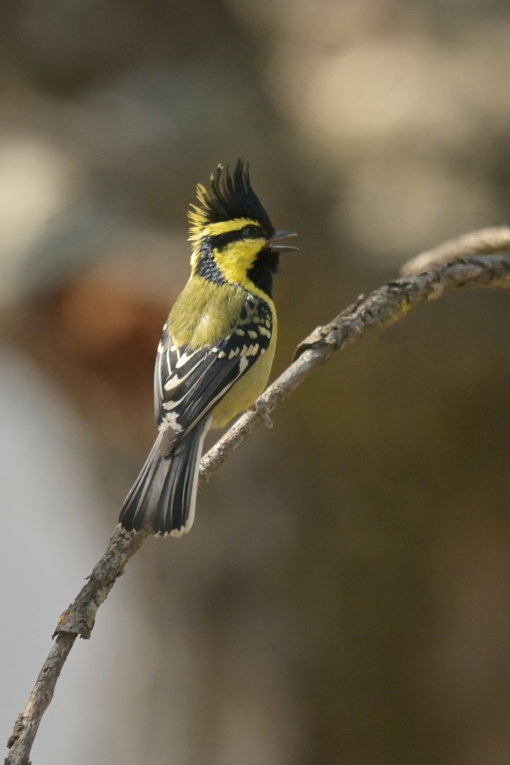 Yellow-cheeked Tit Machlolophus spilonotus