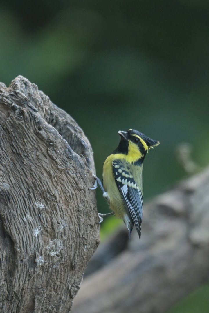Yellow-cheeked Tit Machlolophus spilonotus