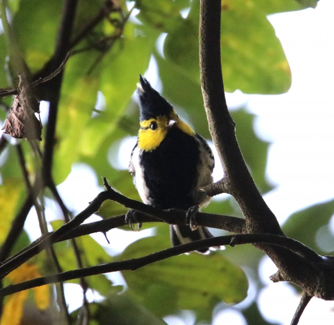 Yellow-cheeked Tit (Machlolophus spilonotus)