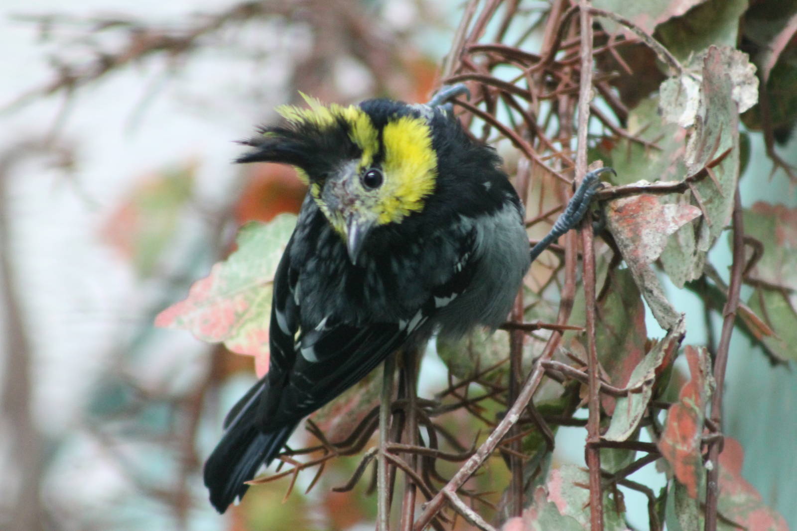 yellow-cheeked tit (Periparus spilonotus)