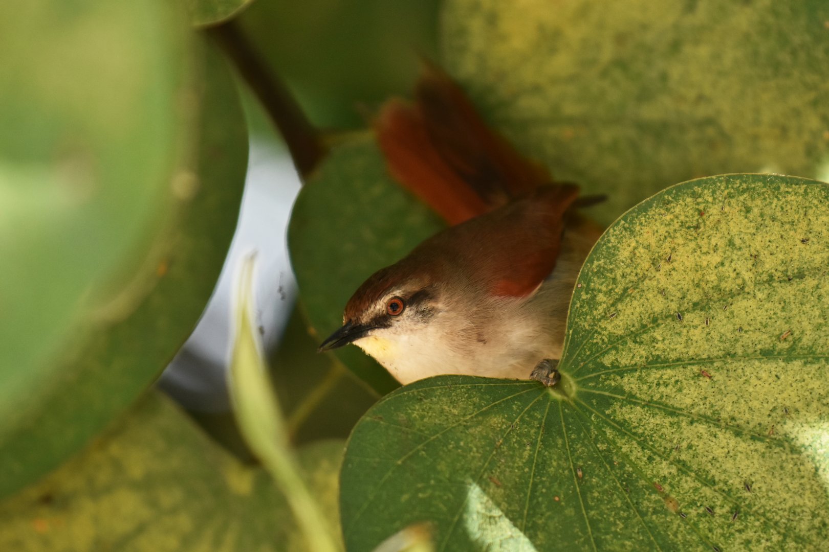 Yellow-chinned Spinetail (Certhiaxis cinnamomeus)