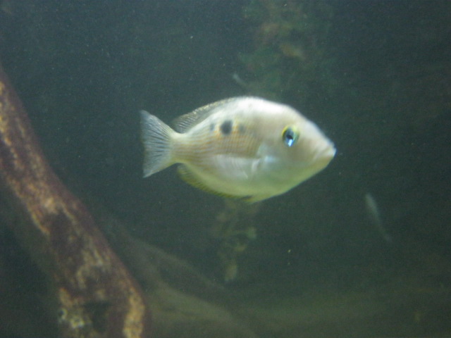 Yellow Chromids 2015