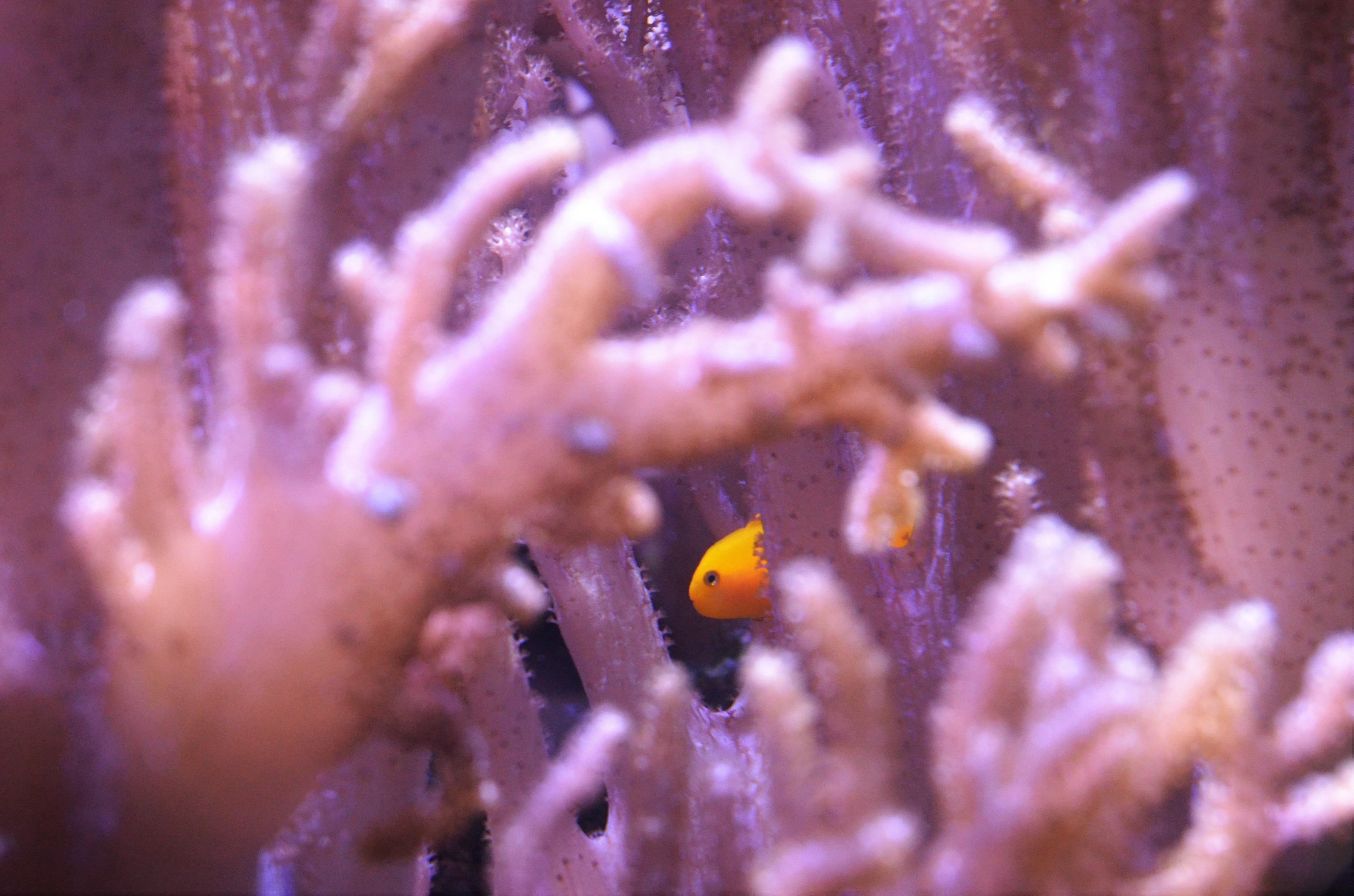 Yellow Clown Goby at Chester, 30/09/17