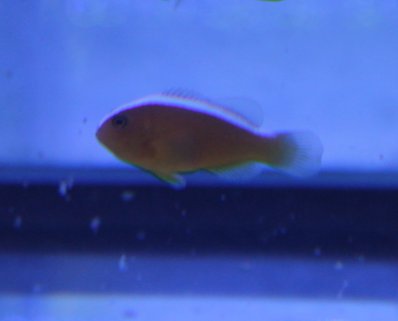 Yellow clownfish - Amphiprion sandaracinon