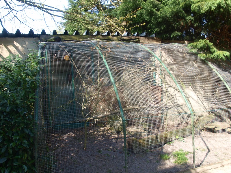 Yellow-collared lovebird aviary (April 19th, 2015)