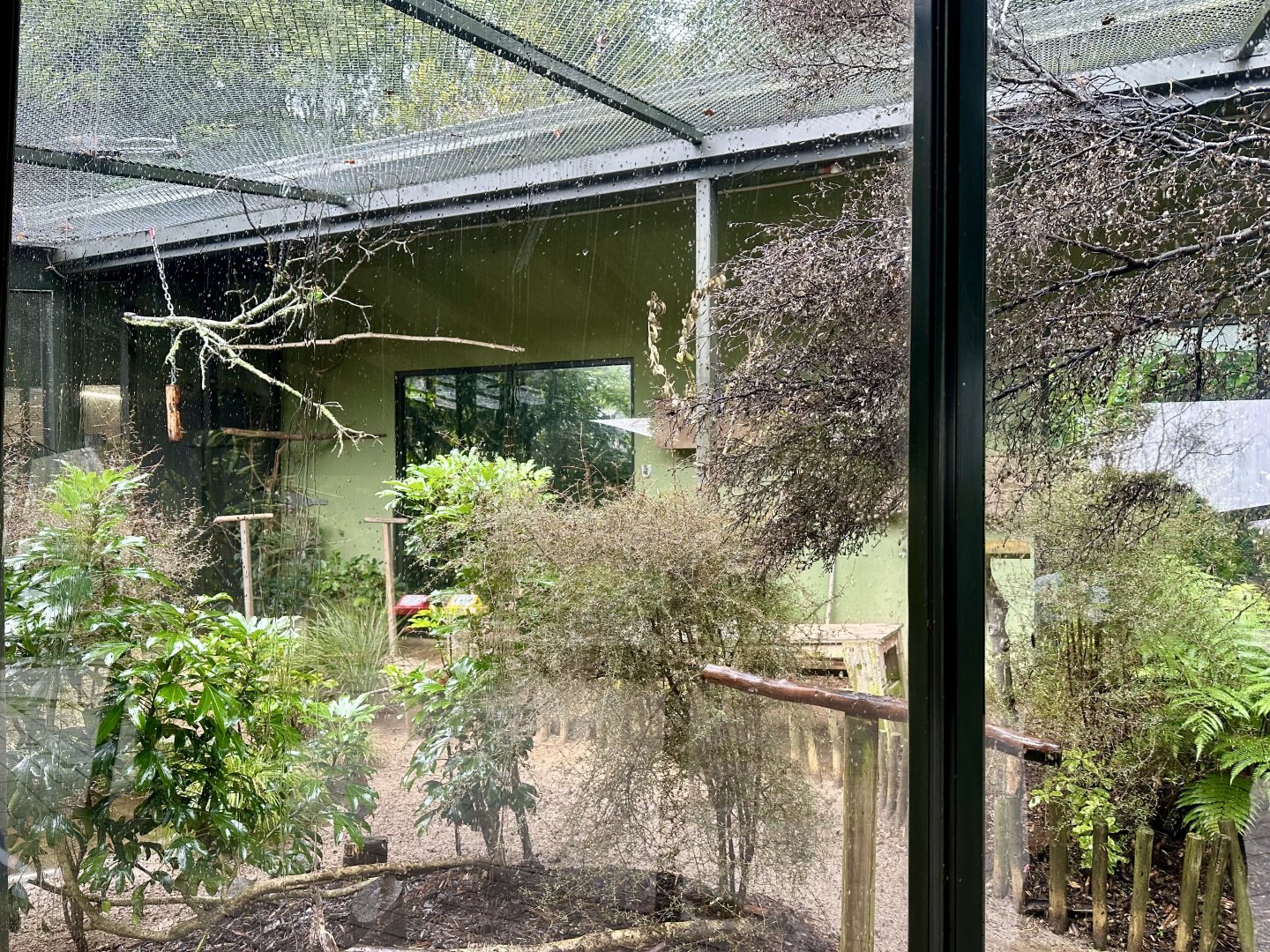 Yellow-collared Lovebird Aviary