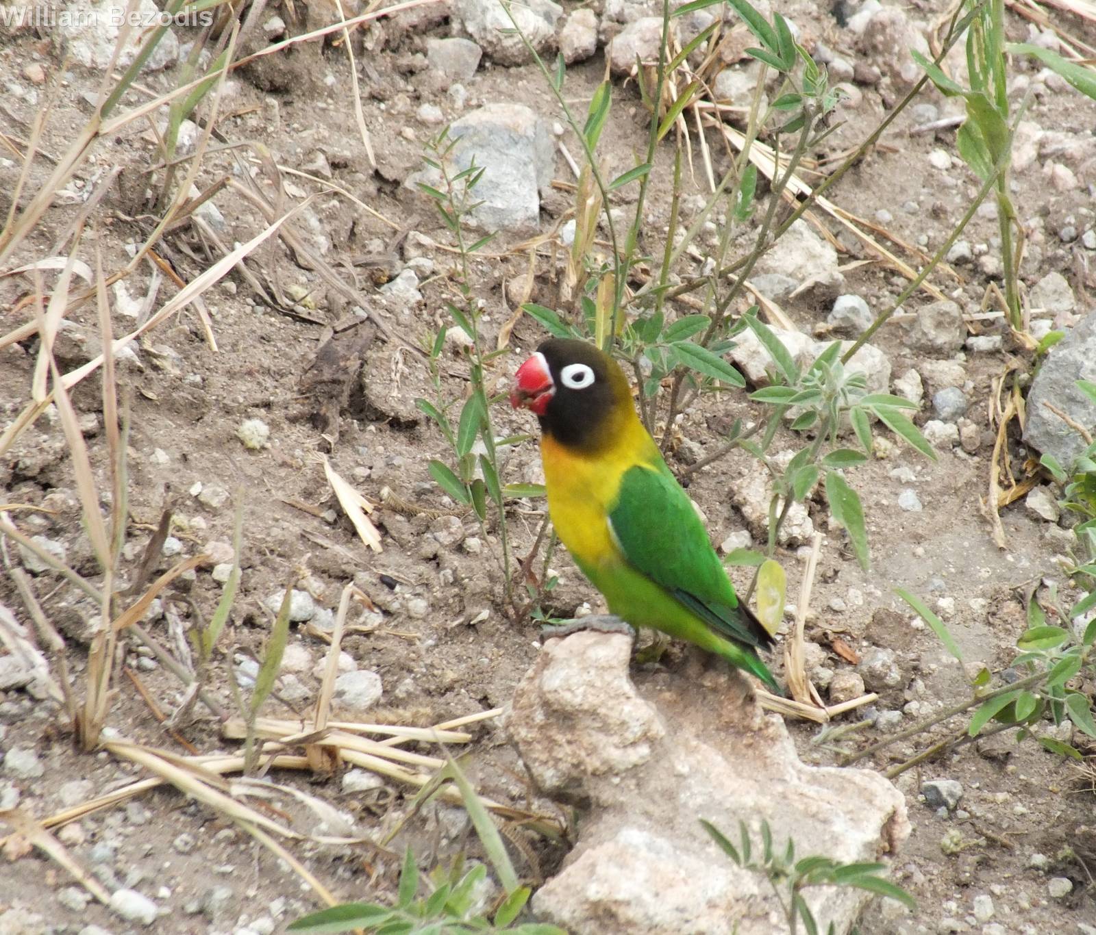 Yellow-collared Lovebird