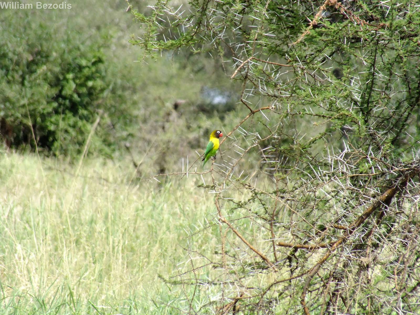 Yellow-collared Lovebird