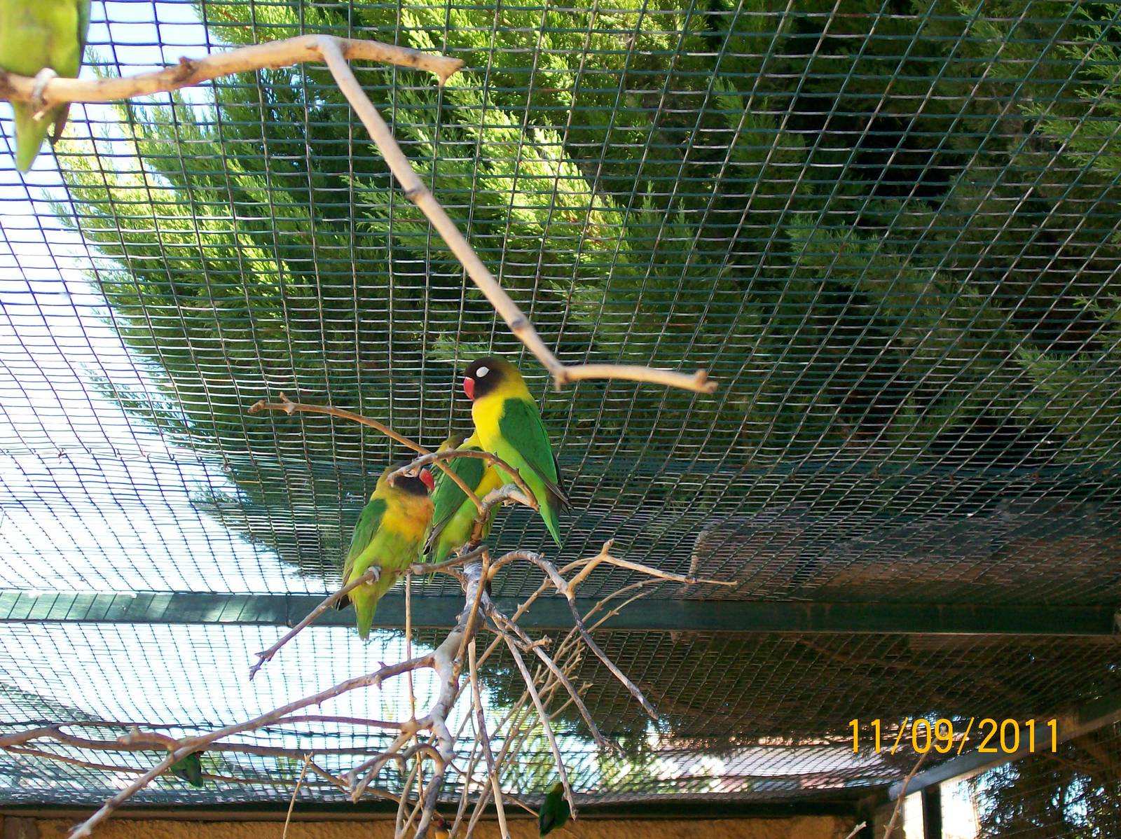 Yellow-collared lovebird