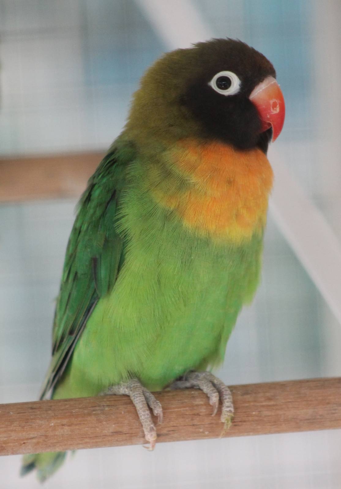 Yellow-collared lovebird