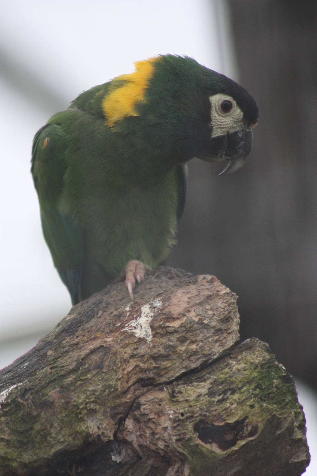 Yellow-collared Macaw, 18th February 2015