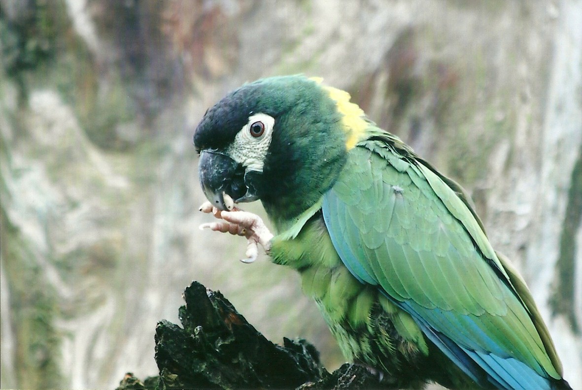 Yellow-collared Macaw 1st November 2012