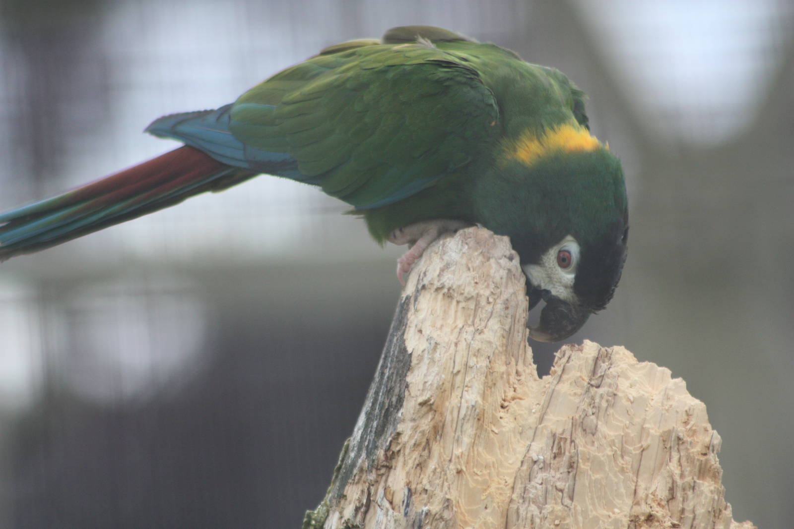 Yellow-collared Macaw, 1st September 2014