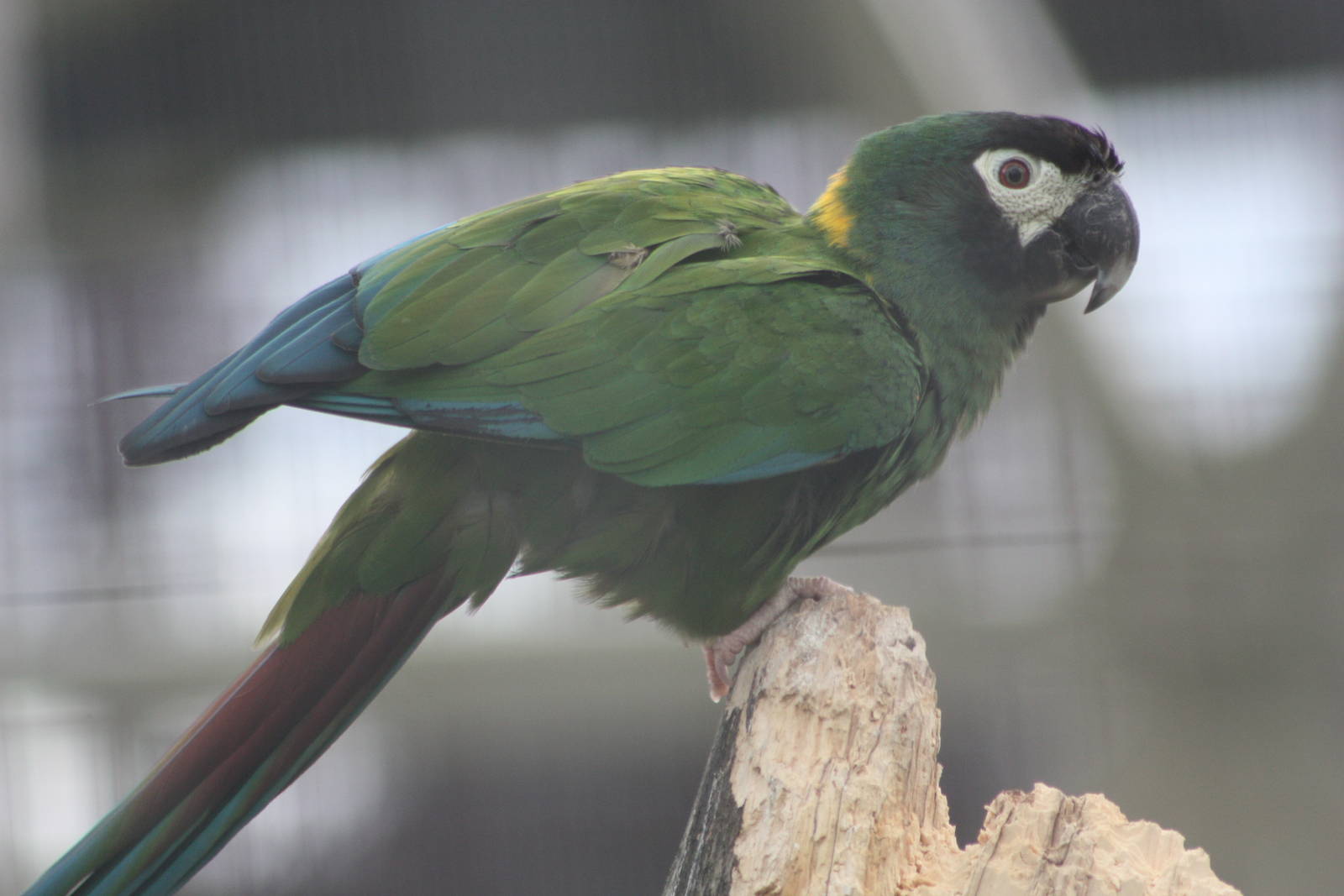 Yellow-collared Macaw, 1st September 2014