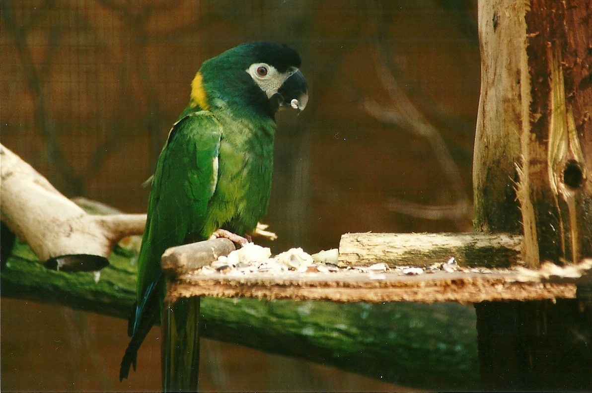 Yellow-collared Macaw 25th March 2000