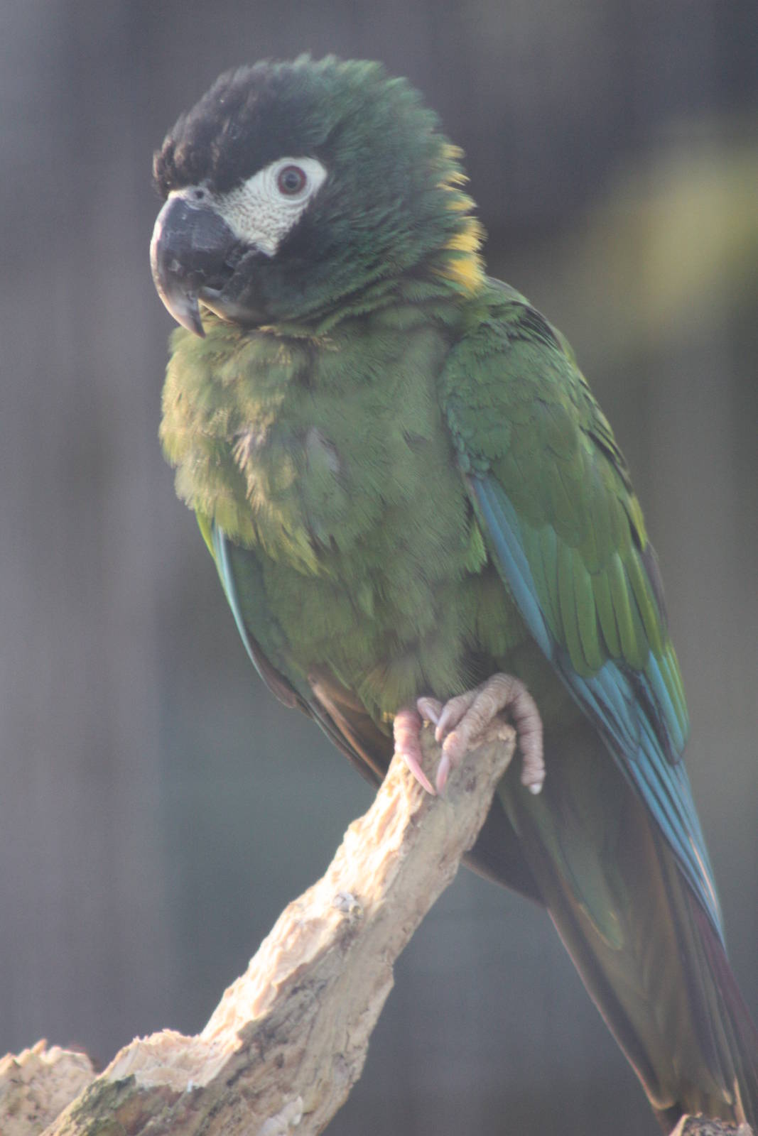 Yellow-collared Macaw, 27th December 2014