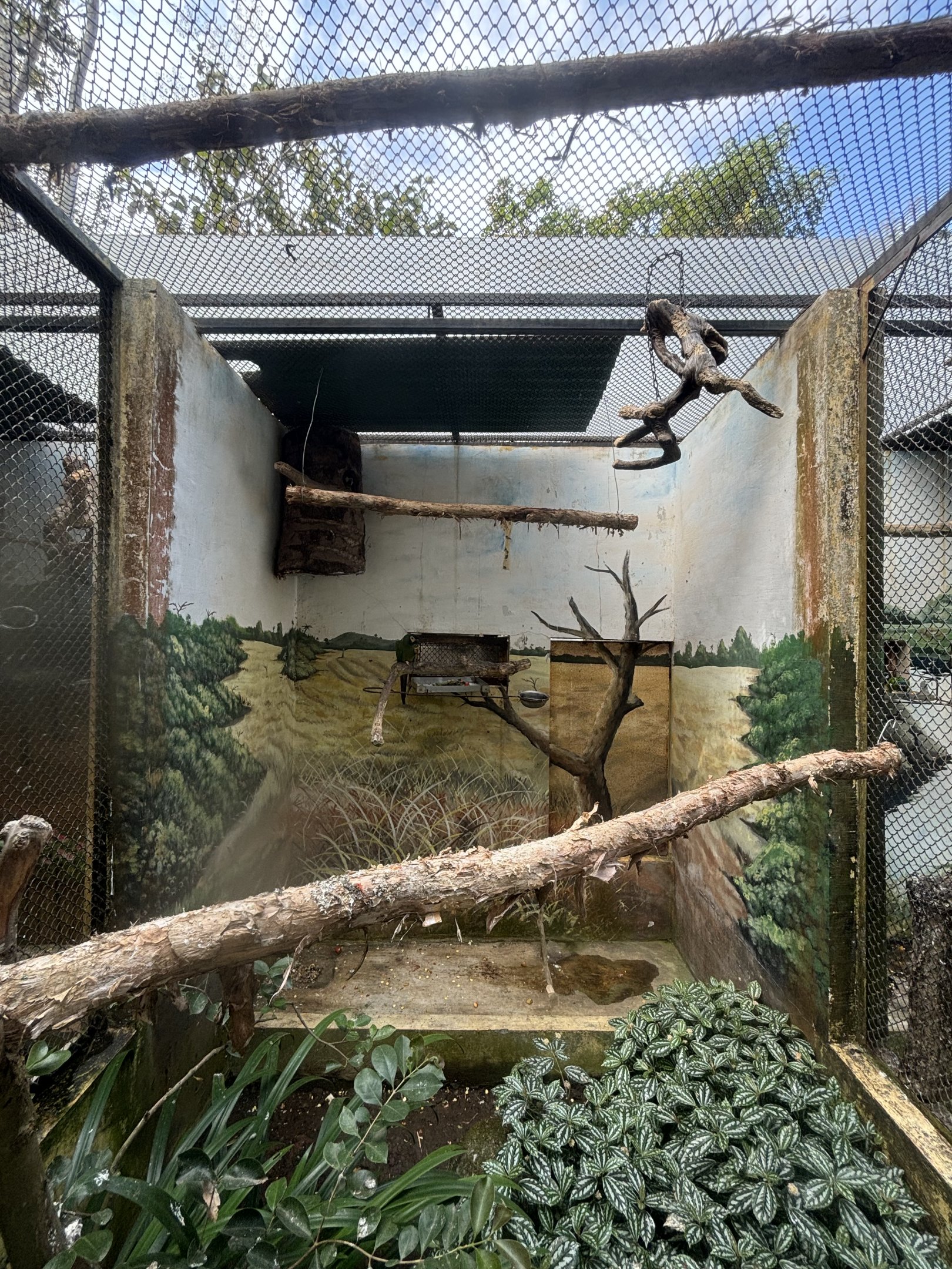 Yellow-collared Macaw Aviary