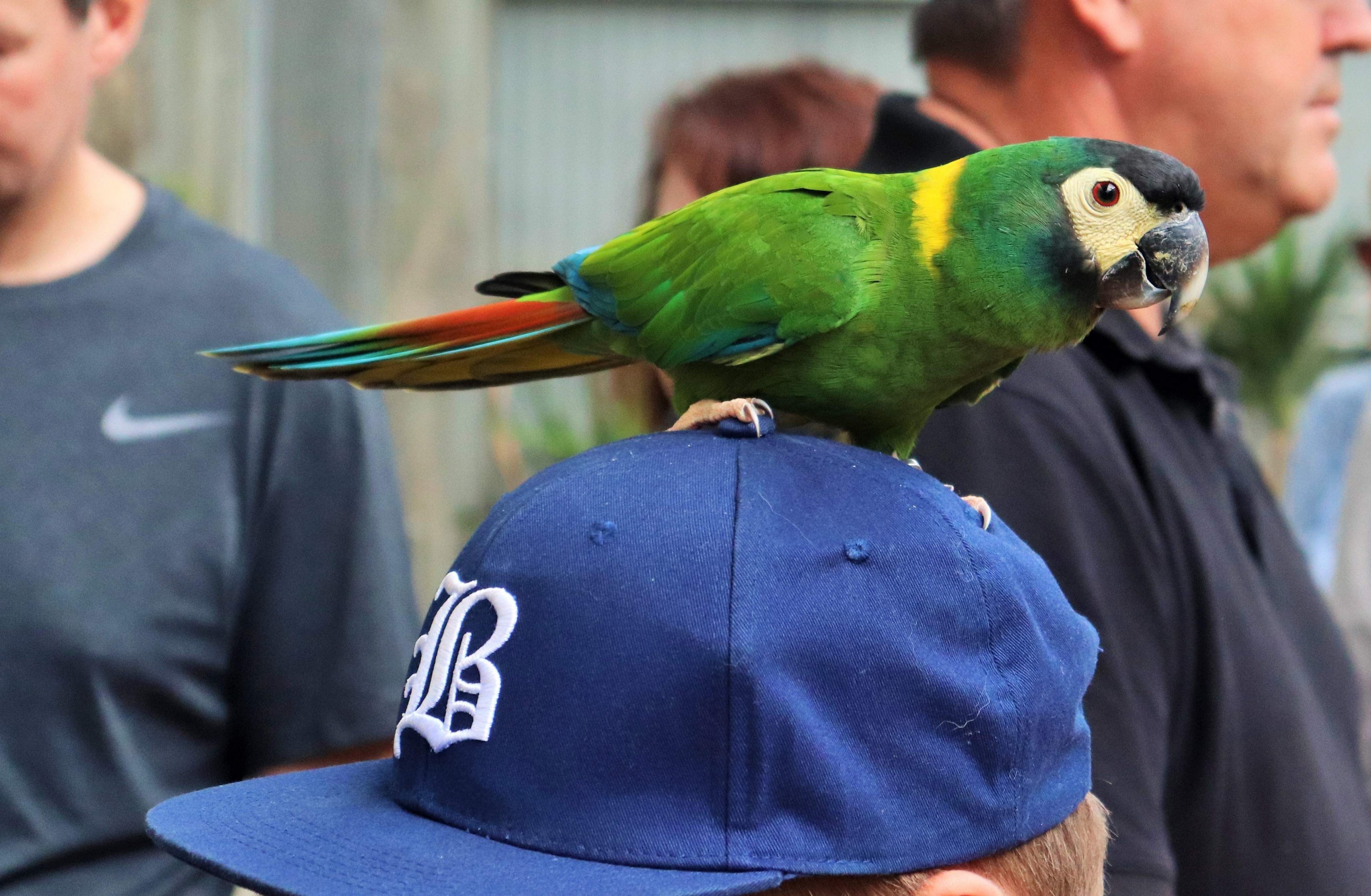 Yellow-collared Macaw (Primolius auricollis)