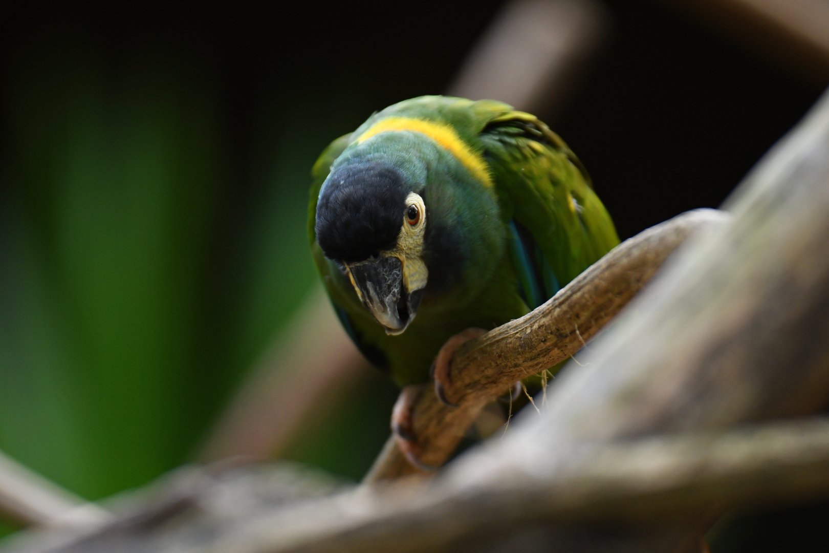 Yellow-collared Macaw Primolius auricollis