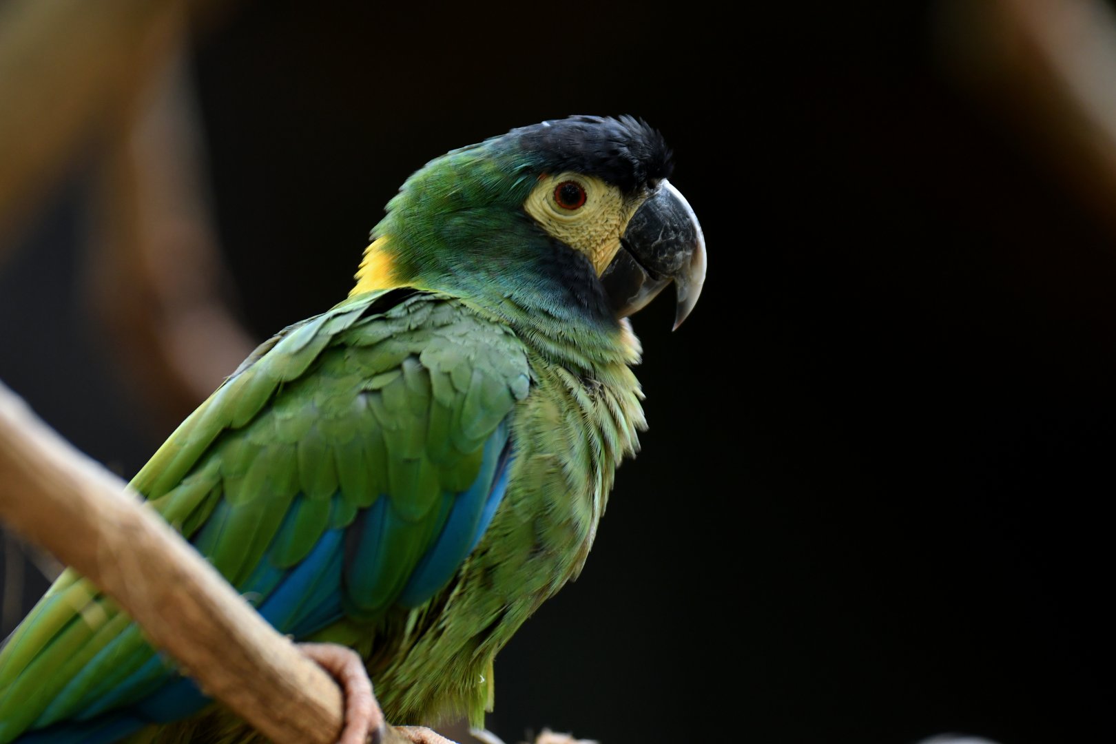 Yellow-collared Macaw Primolius auricollis