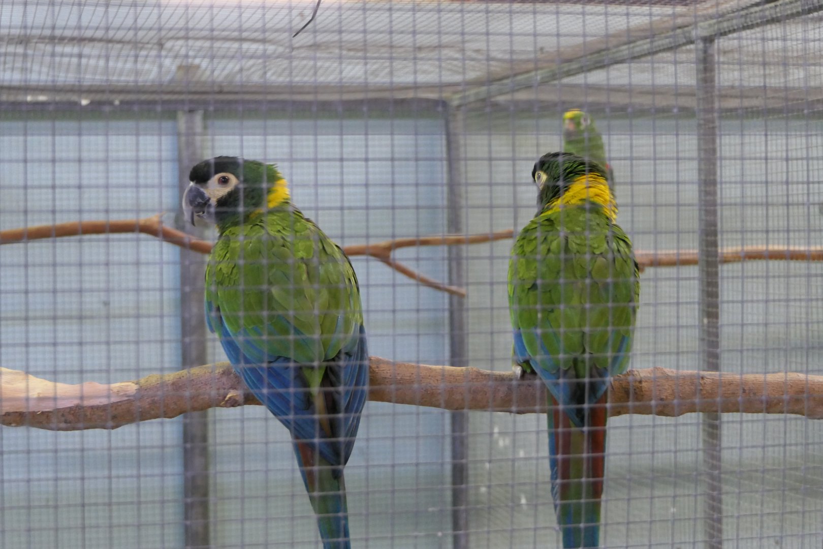 Yellow-collared Macaw (Primolius auricollis)