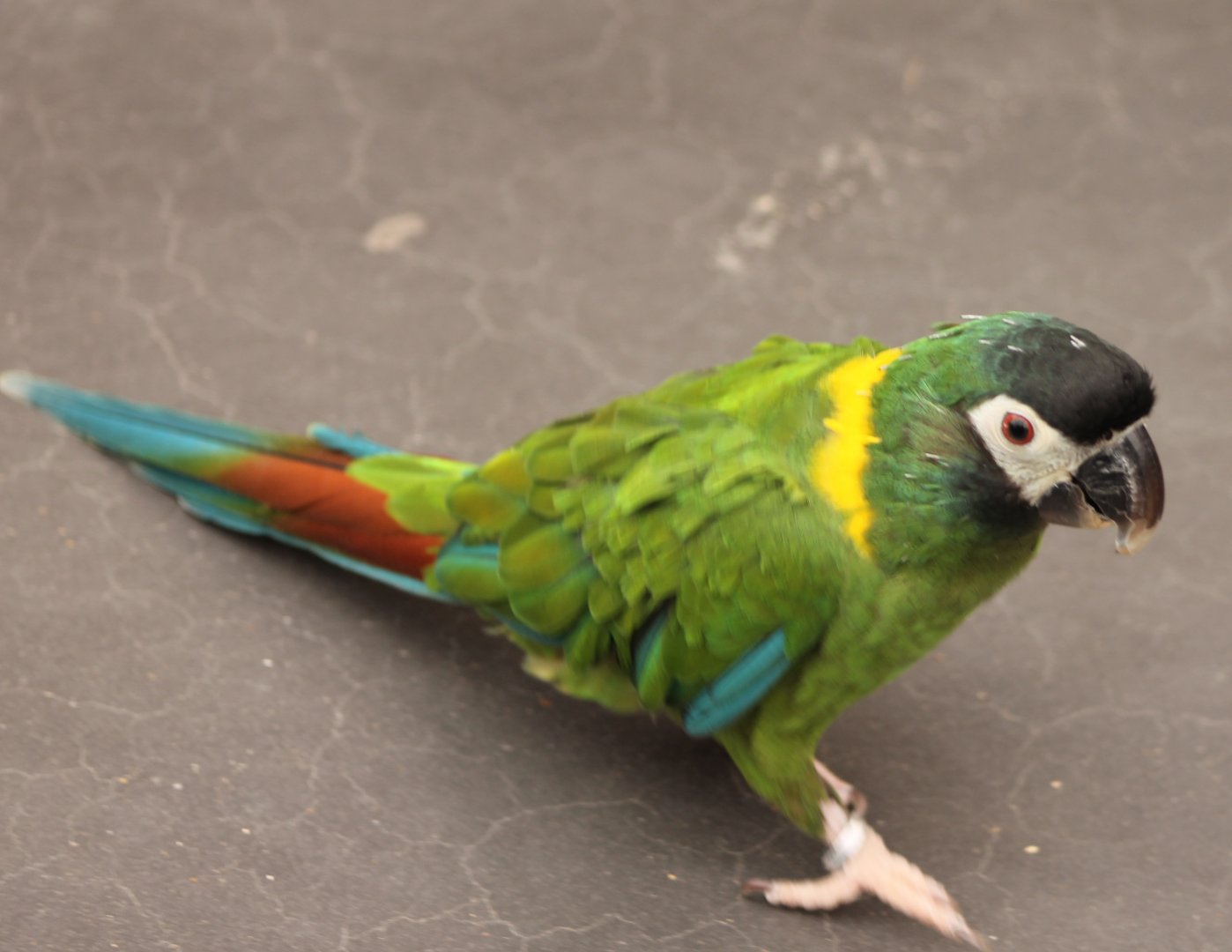 Yellow-collared macaw