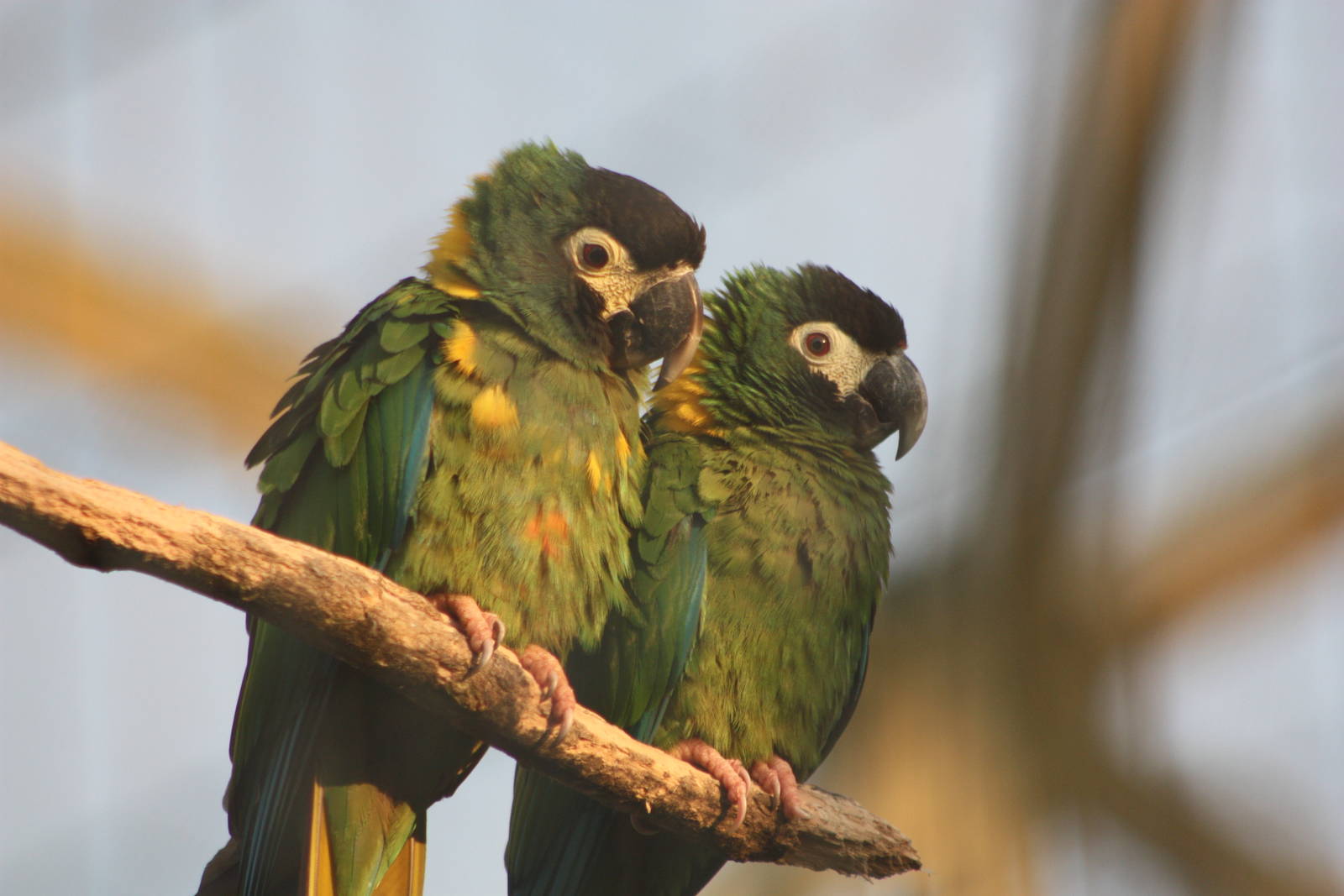 Yellow-collared Macaws, 27th December 2014