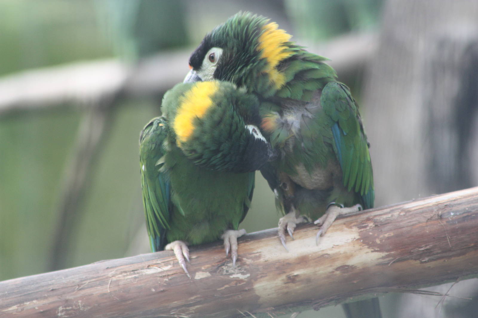 Yellow-collared Macaws, 30th September 2014