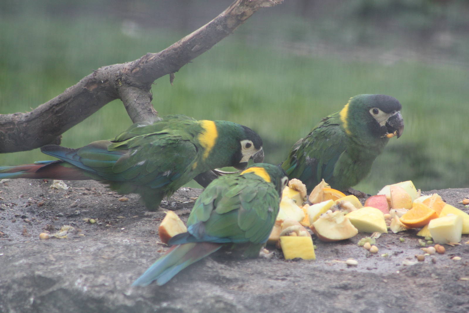 Yellow-collared Macaws, 6th May 2014
